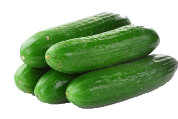 Cucumber Hyb